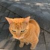 bbeliford